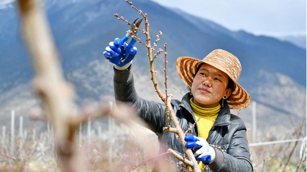 才巴村最新项目，乡村振兴的新里程碑