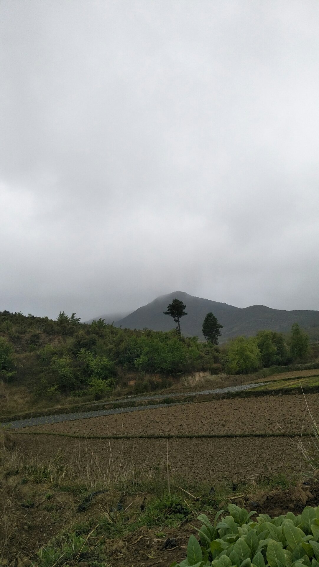 吉那村今日天气预报