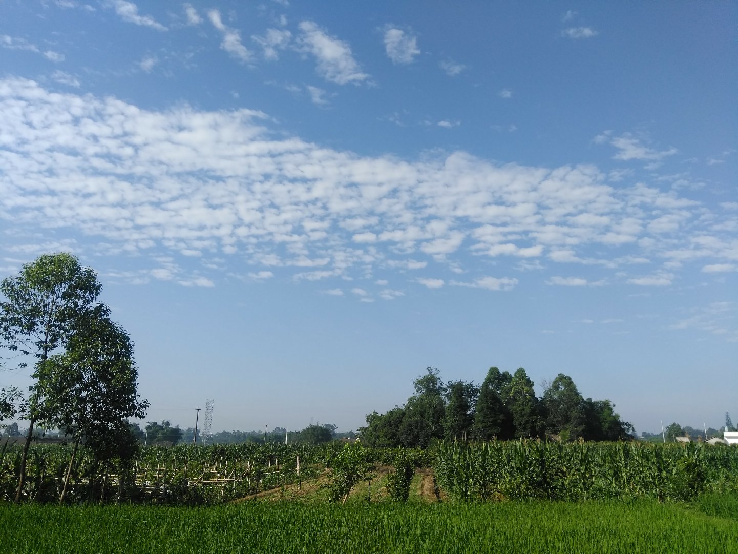 金凤桥管理处天气预报更新通知